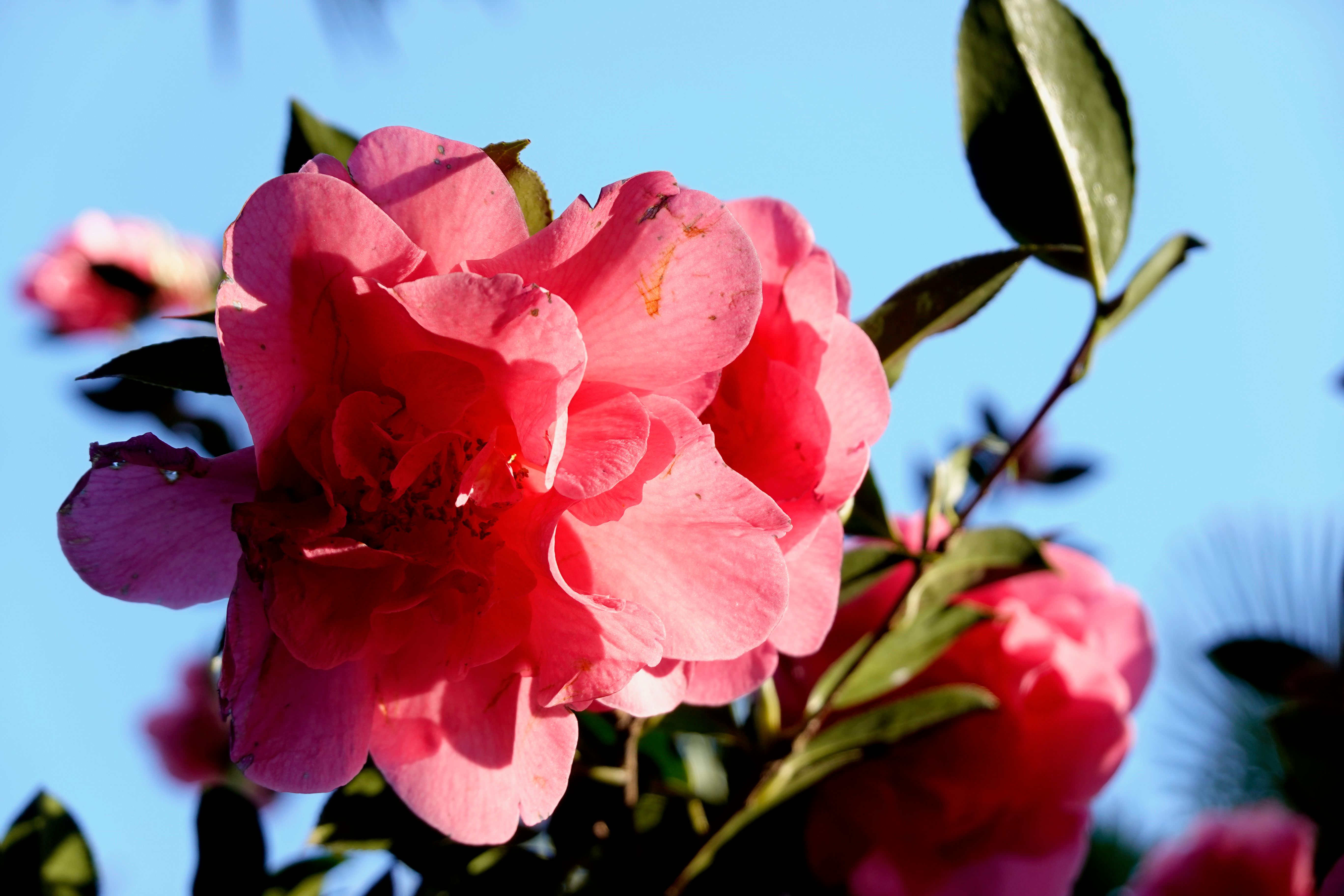 Cover 24 of 31 for "Meran"